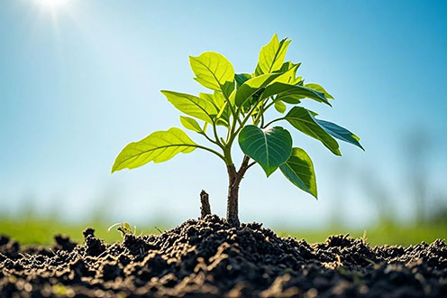 植物學領域一區SCI期刊盤點